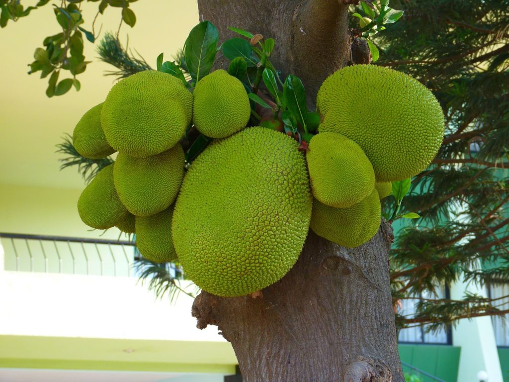 Jackfruit am Baum